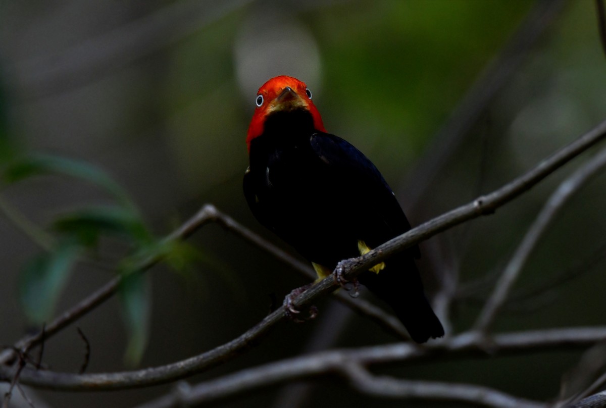 Red-capped Manakin - ML587344041