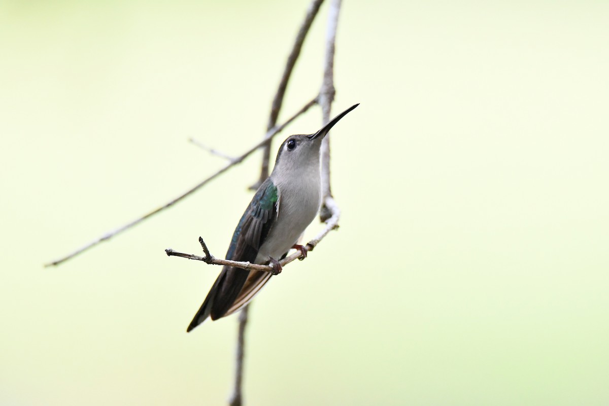 Wedge-tailed Sabrewing - Cornelio Chablé