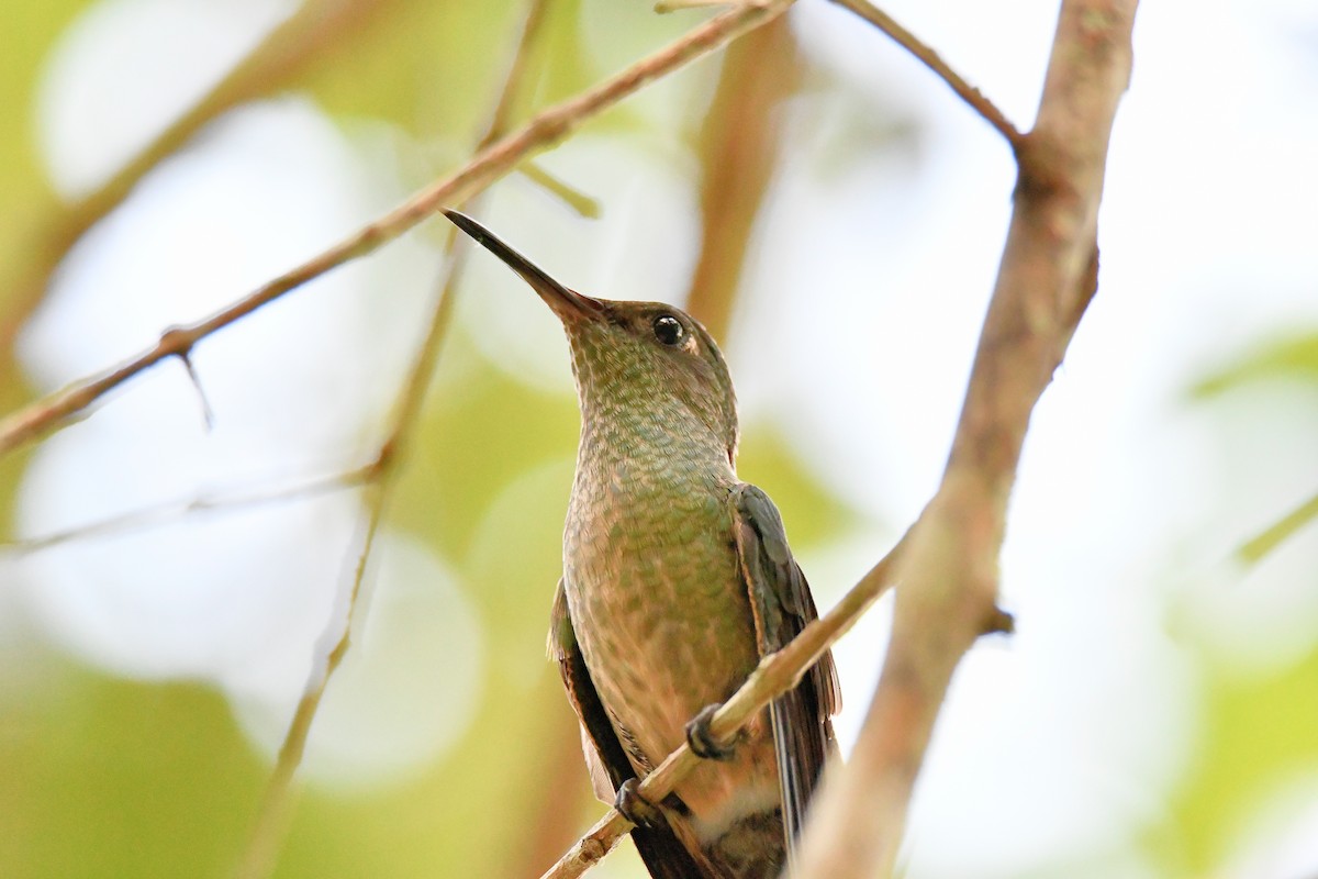 Scaly-breasted Hummingbird - Cornelio Chablé