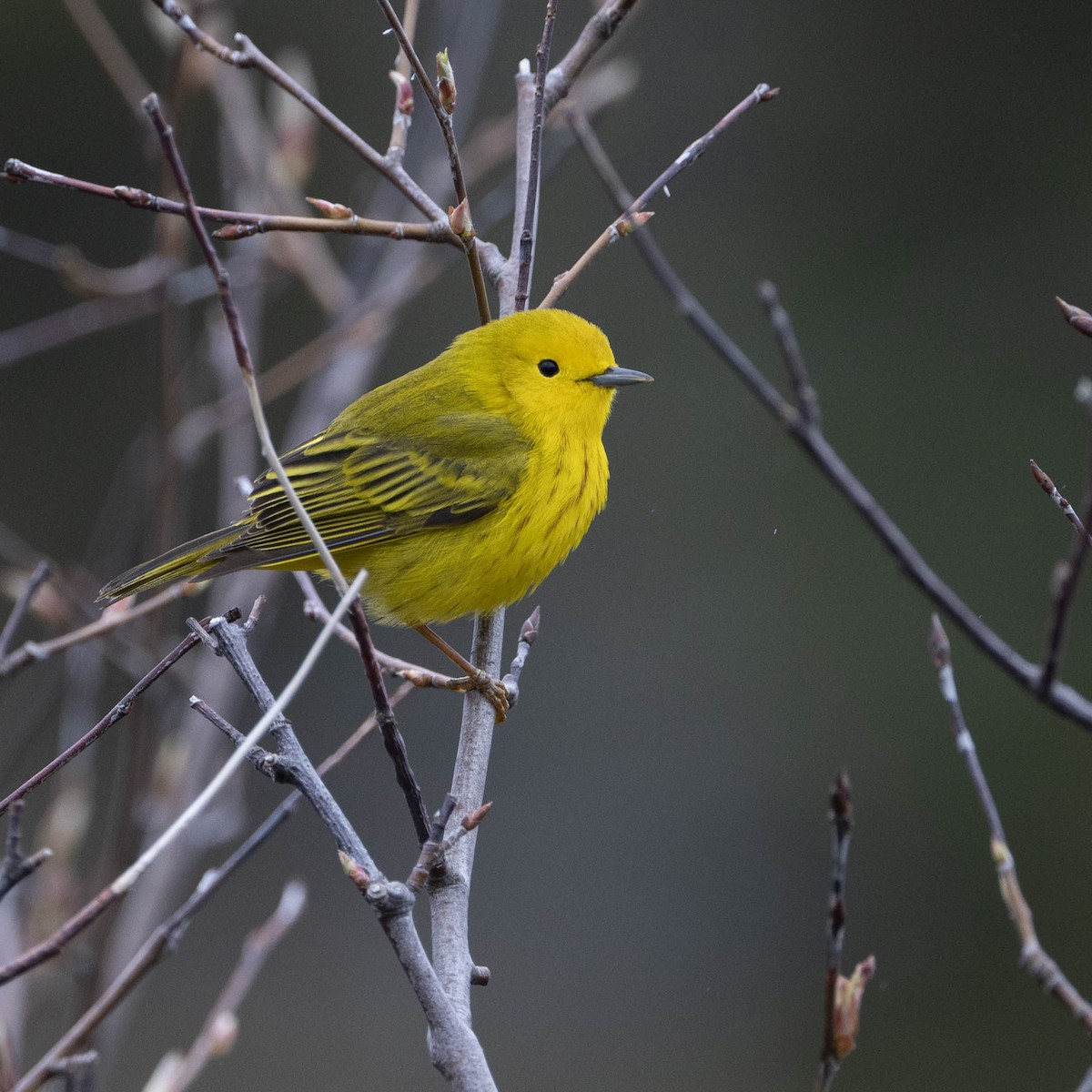 Yellow Warbler - Christine Pelletier et (Claude St-Pierre , photos)