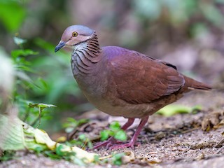  - White-throated Quail-Dove