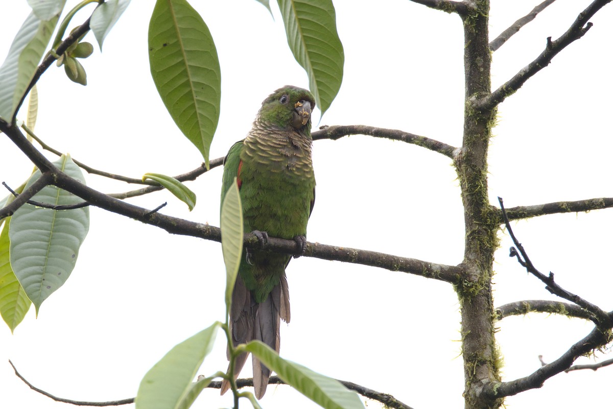 Maroon-tailed Parakeet (Choco) - ML587347481