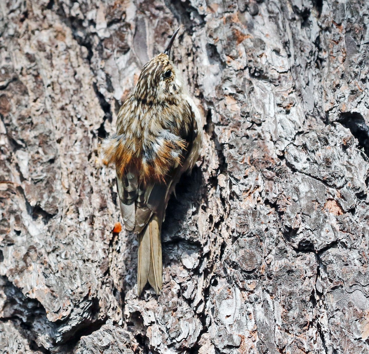 Brown Creeper (occidentalis Group) - ML587349231