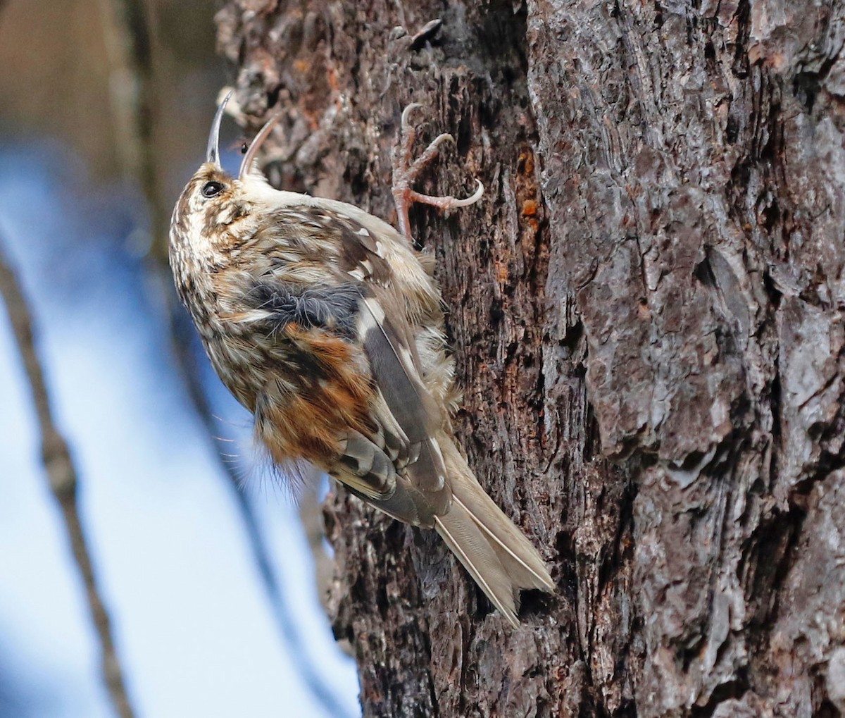Brown Creeper (occidentalis Group) - Don Roberson