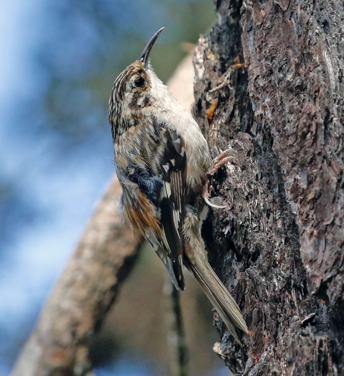 Brown Creeper (occidentalis Group) - ML587350711
