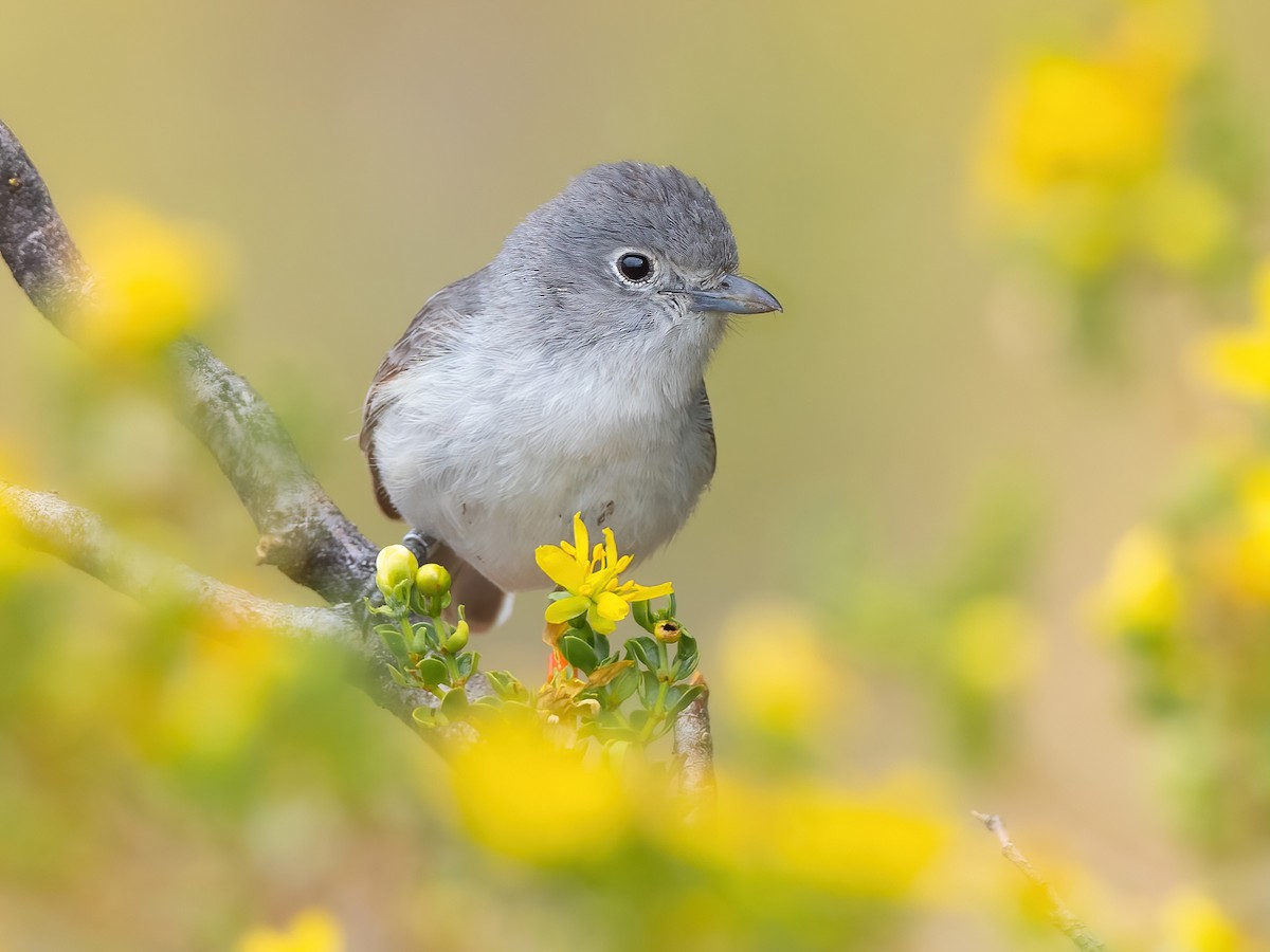 Gray Vireo - Vireo vicinior - Birds of the World