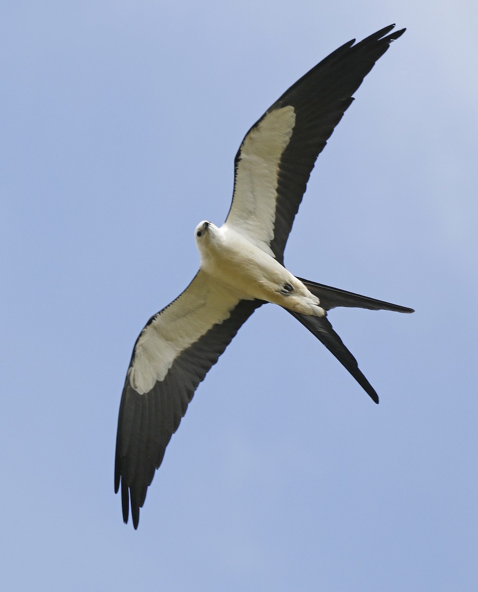 Swallow-tailed Kite - ML58735291