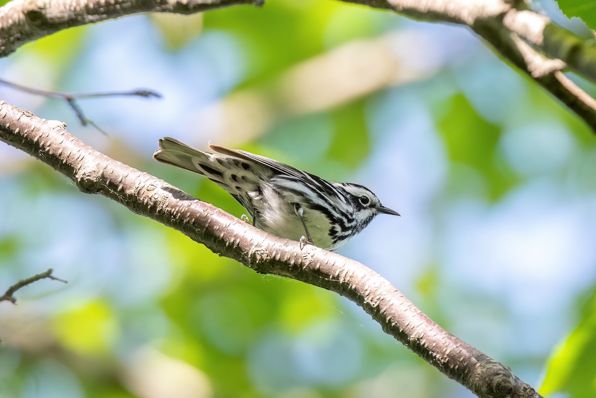 Black-and-white Warbler - ML587357941