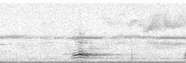 Highland Tinamou (South American) - ML58736