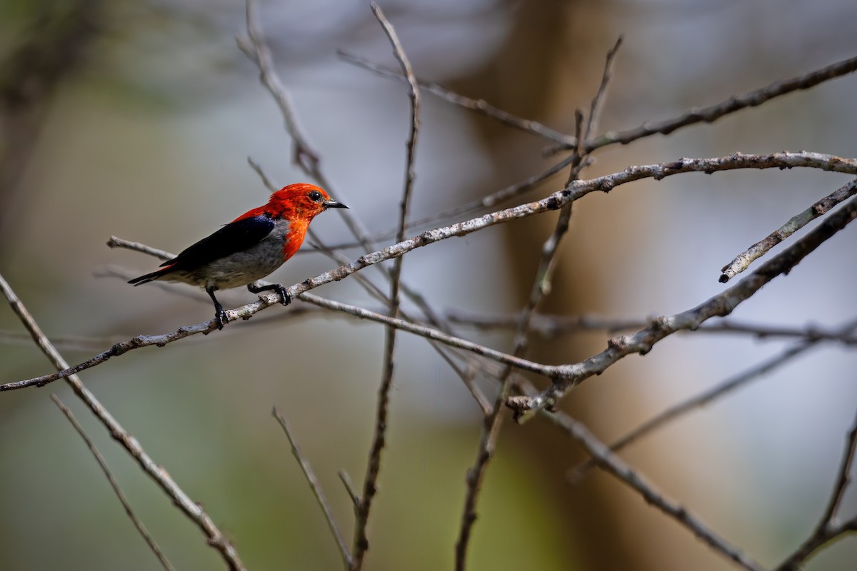 Scarlet-headed Flowerpecker - ML587362041