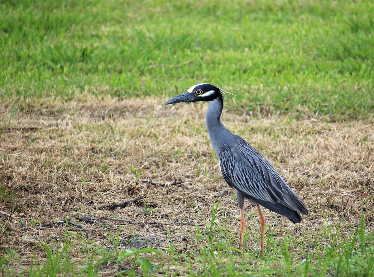 Yellow-crowned Night Heron - Kevin Cunningham