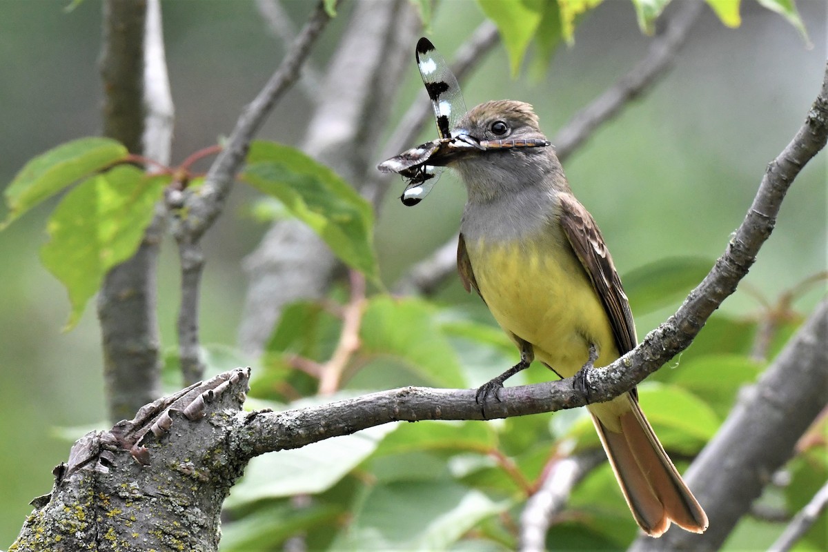 Great Crested Flycatcher - Donald Taylor