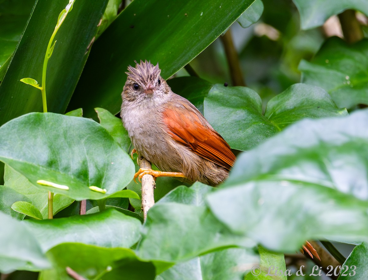 Crested Spinetail - ML587364181