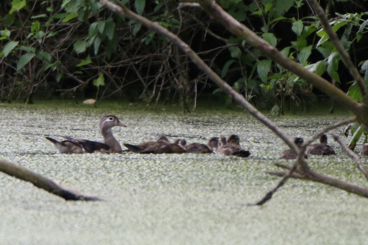 eBird Checklist 22 Jun 2023 Hebron Fish Hatchery Canal 13 species
