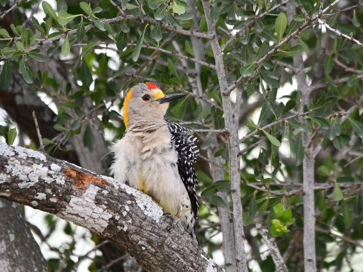 Golden-fronted Woodpecker - ML587370541