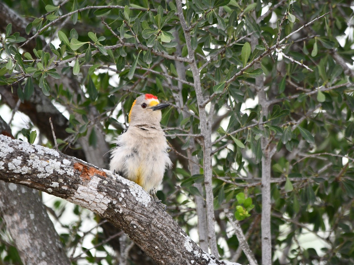 Golden-fronted Woodpecker - ML587370551