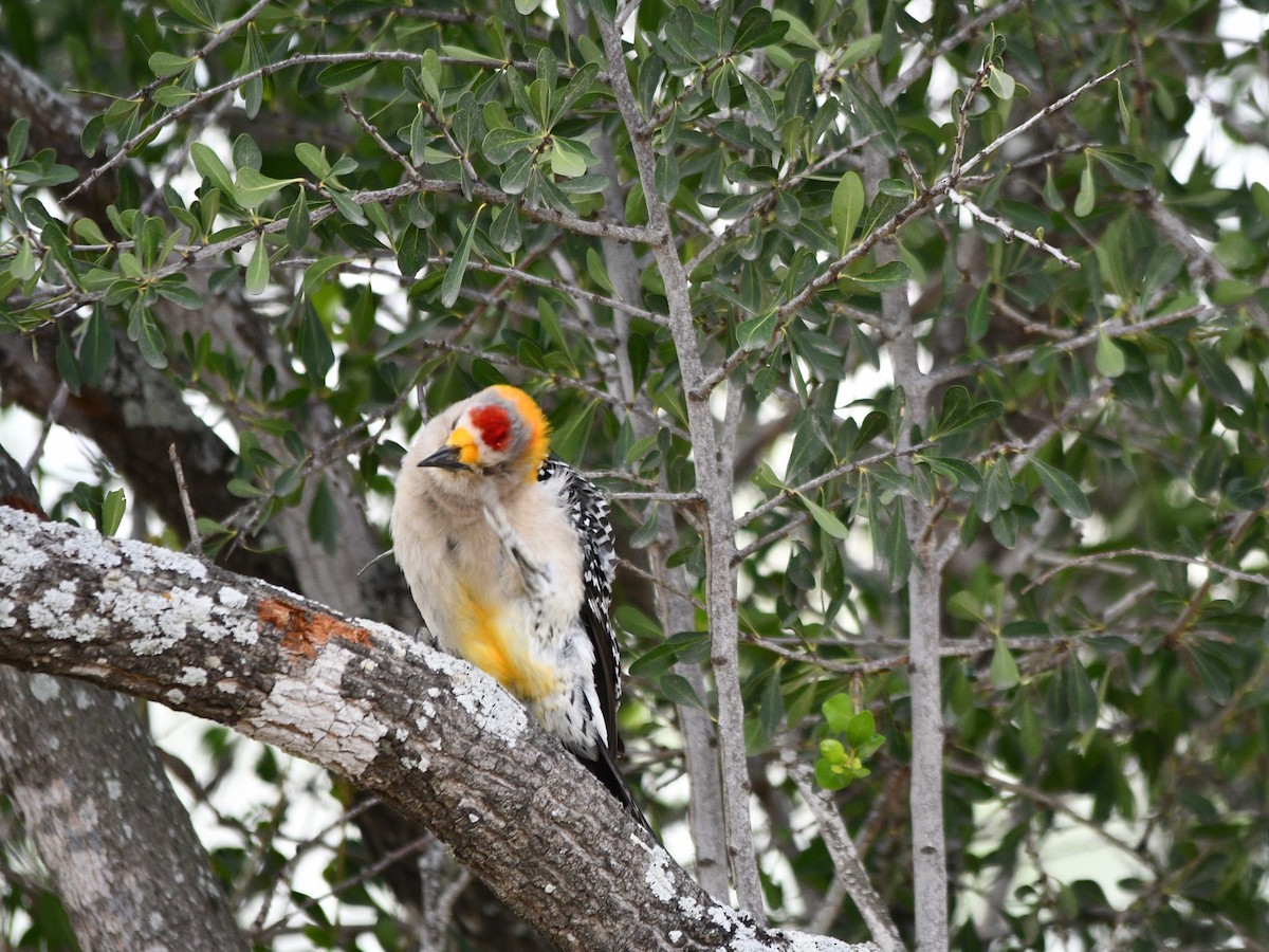 Golden-fronted Woodpecker - ML587370581