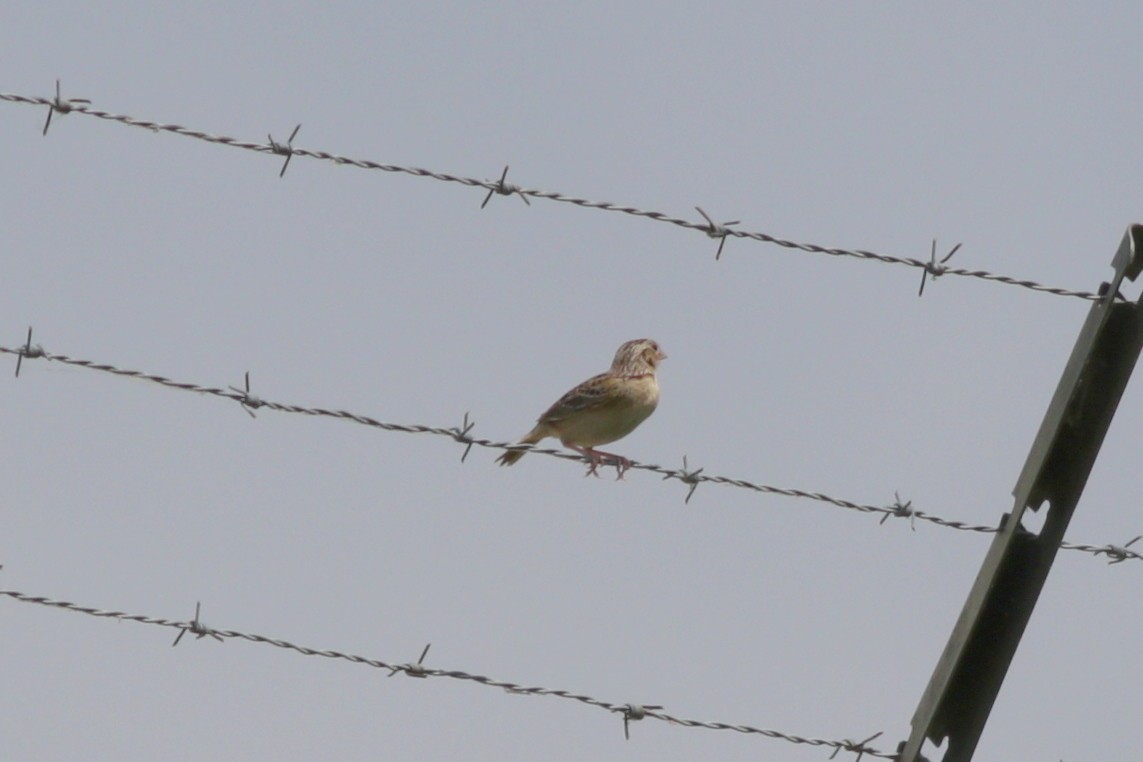 Grasshopper Sparrow - ML58737111