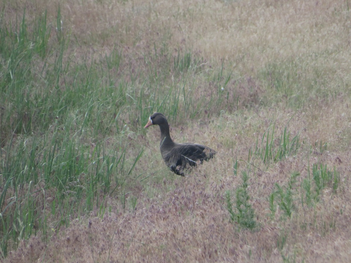 Greater White-fronted Goose - Amy West