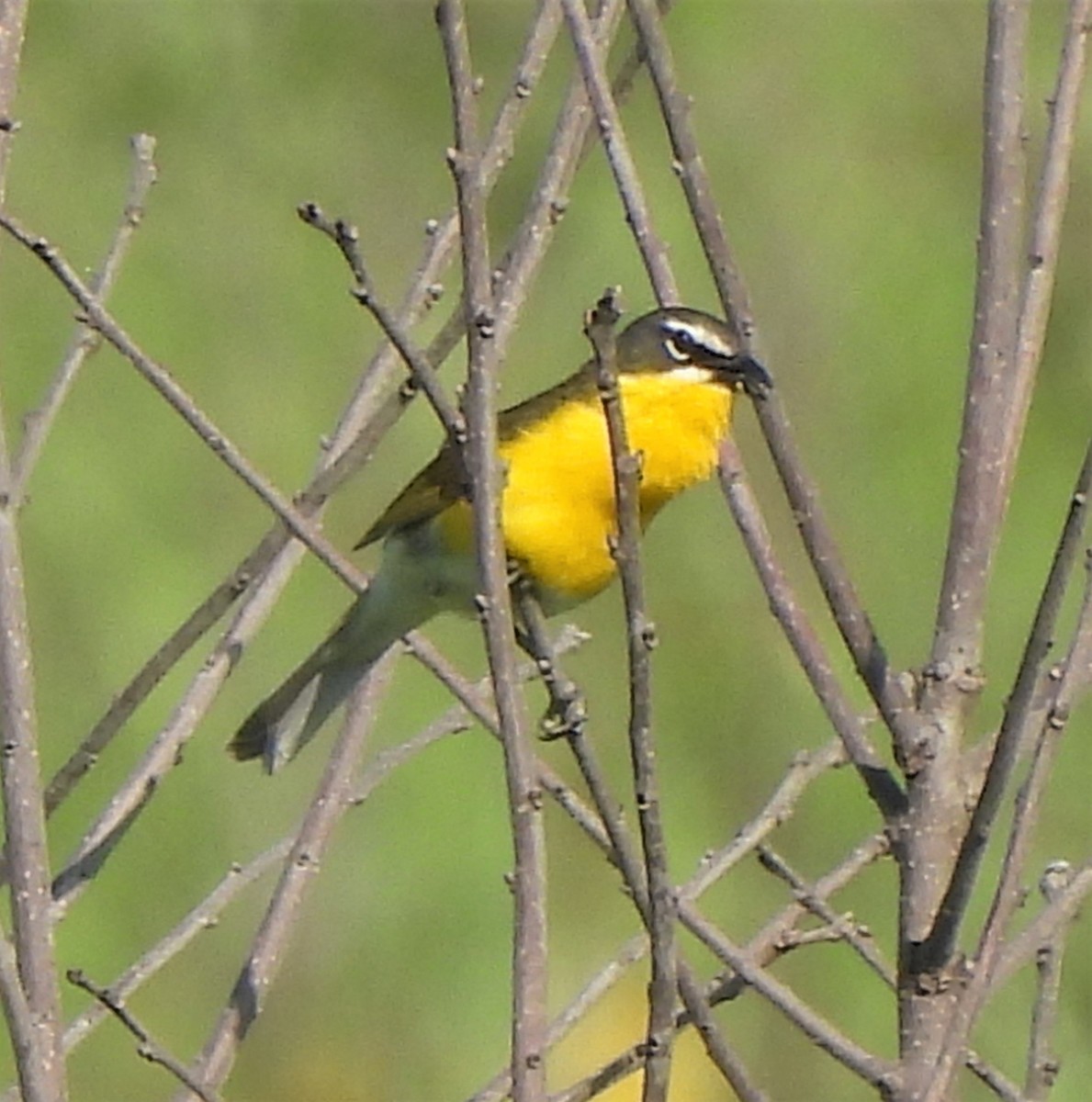 Yellow-breasted Chat - ML587373151