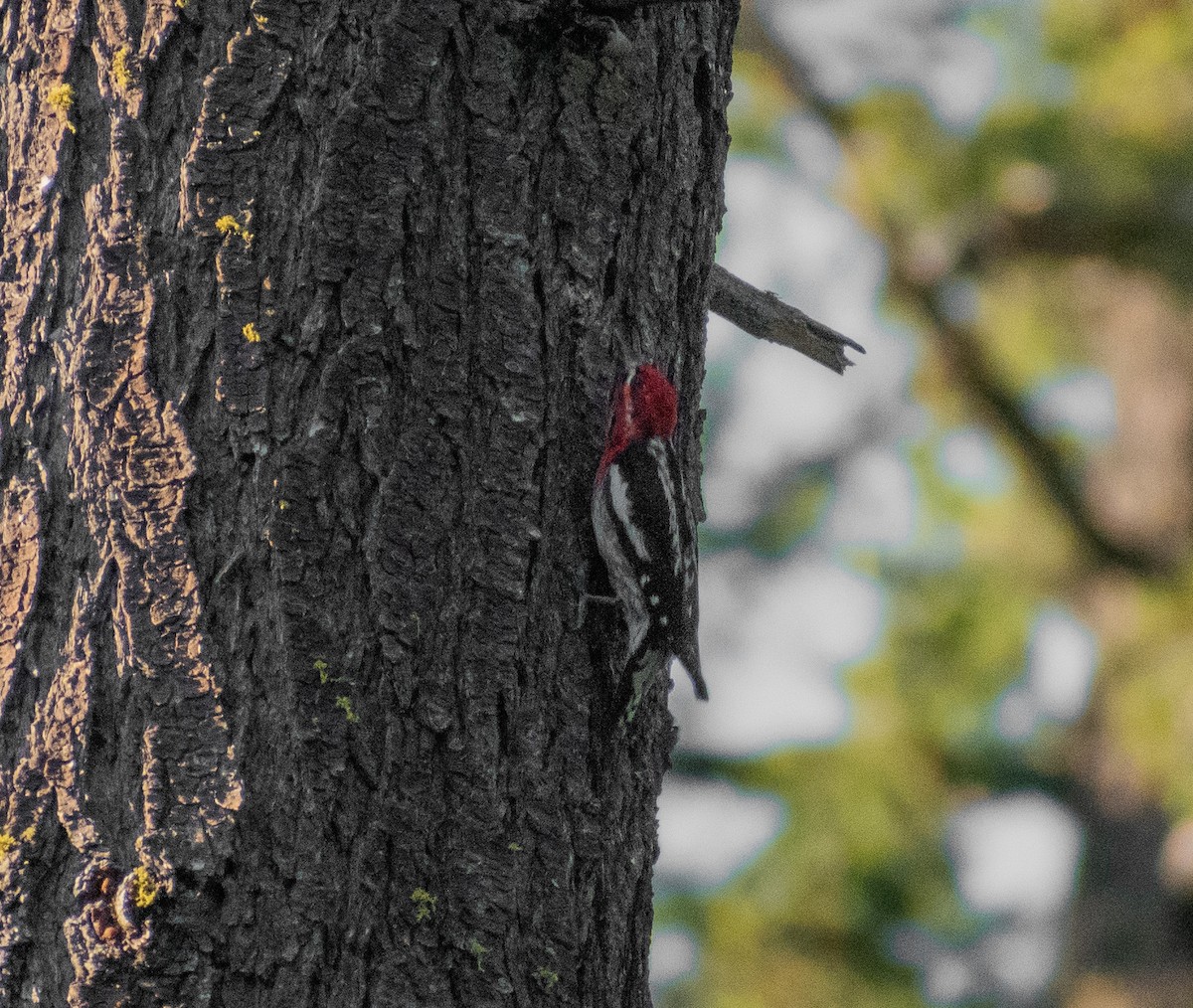 Red-breasted Sapsucker - ML587374661