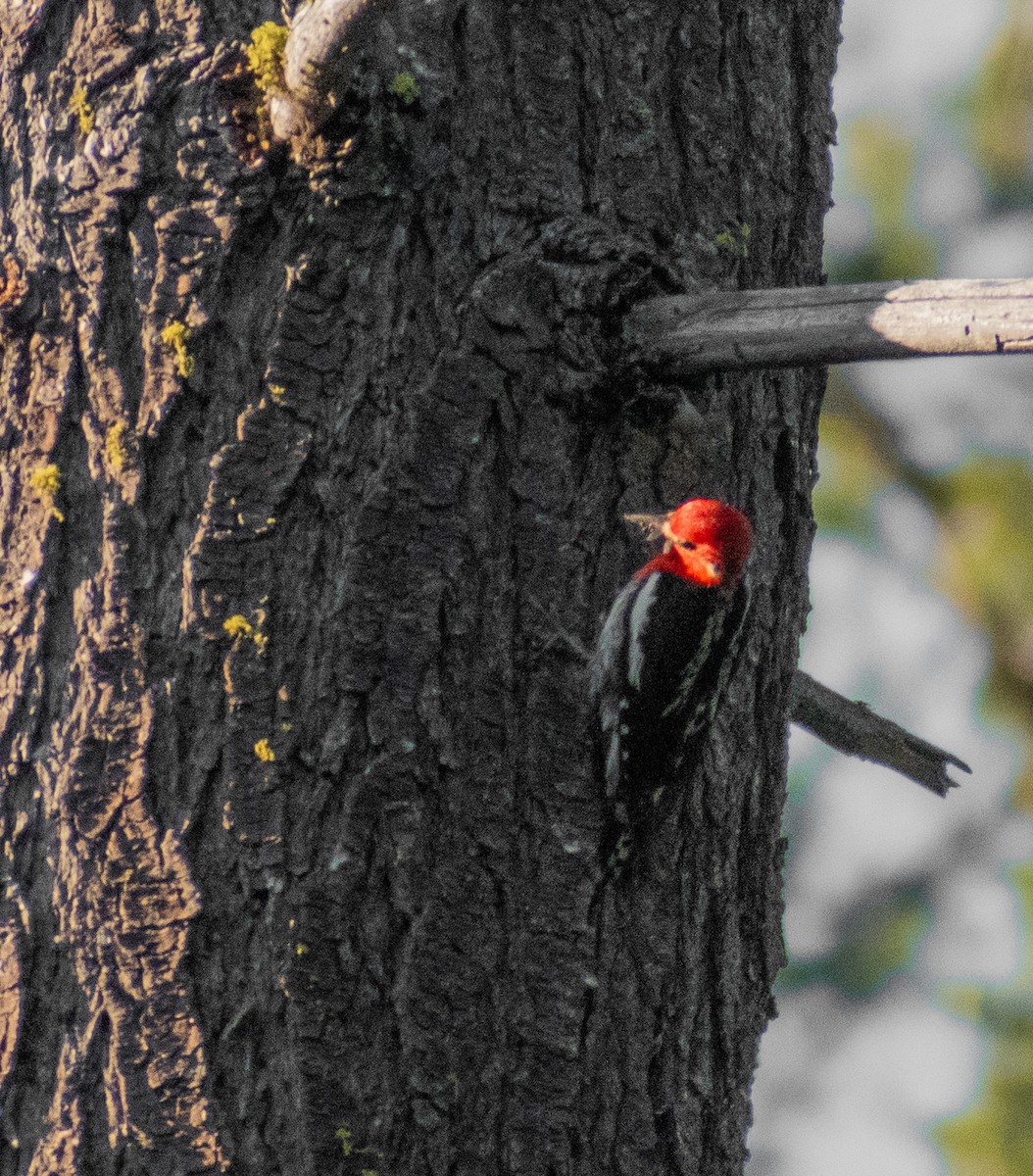 Red-breasted Sapsucker - ML587374671