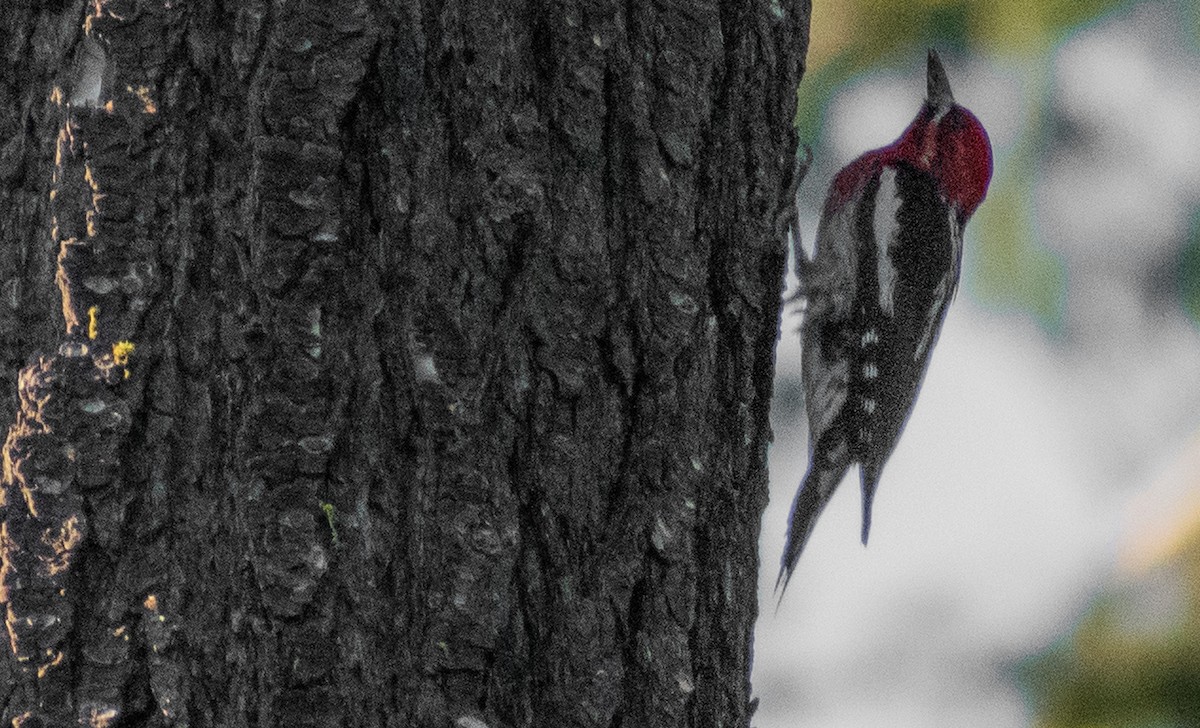 Red-breasted Sapsucker - ML587374681