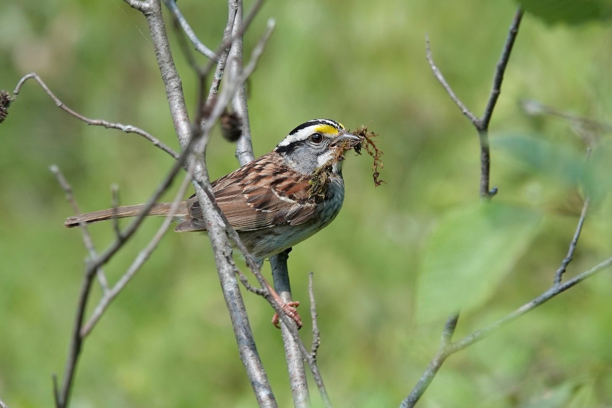 White-throated Sparrow - ML587375121
