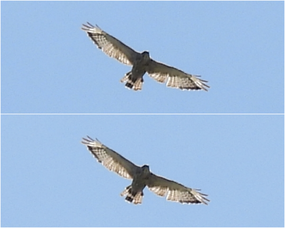 Broad-winged Hawk (Northern) - Cristina Hartshorn