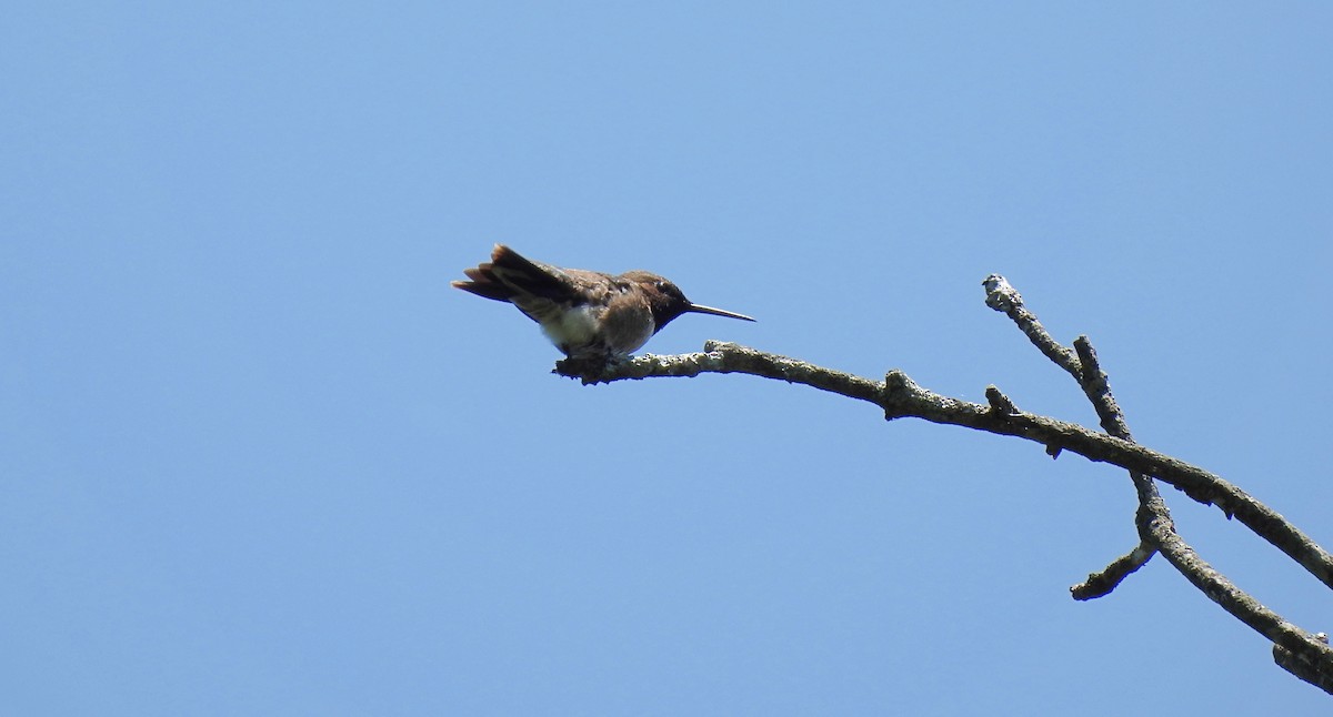 Mass Audubon eBird Checklist 22 Jun 2023 Boston Nature Center