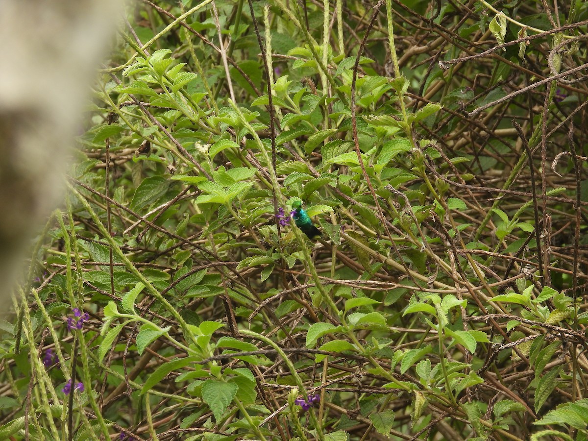 Blue-tailed Emerald - ML587376351