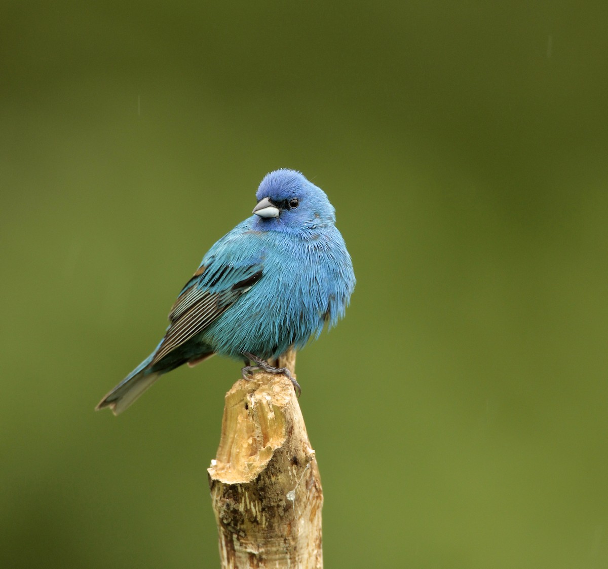 Indigo Bunting - ML58737651