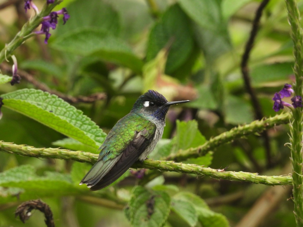 Violet-headed Hummingbird - ML587376651