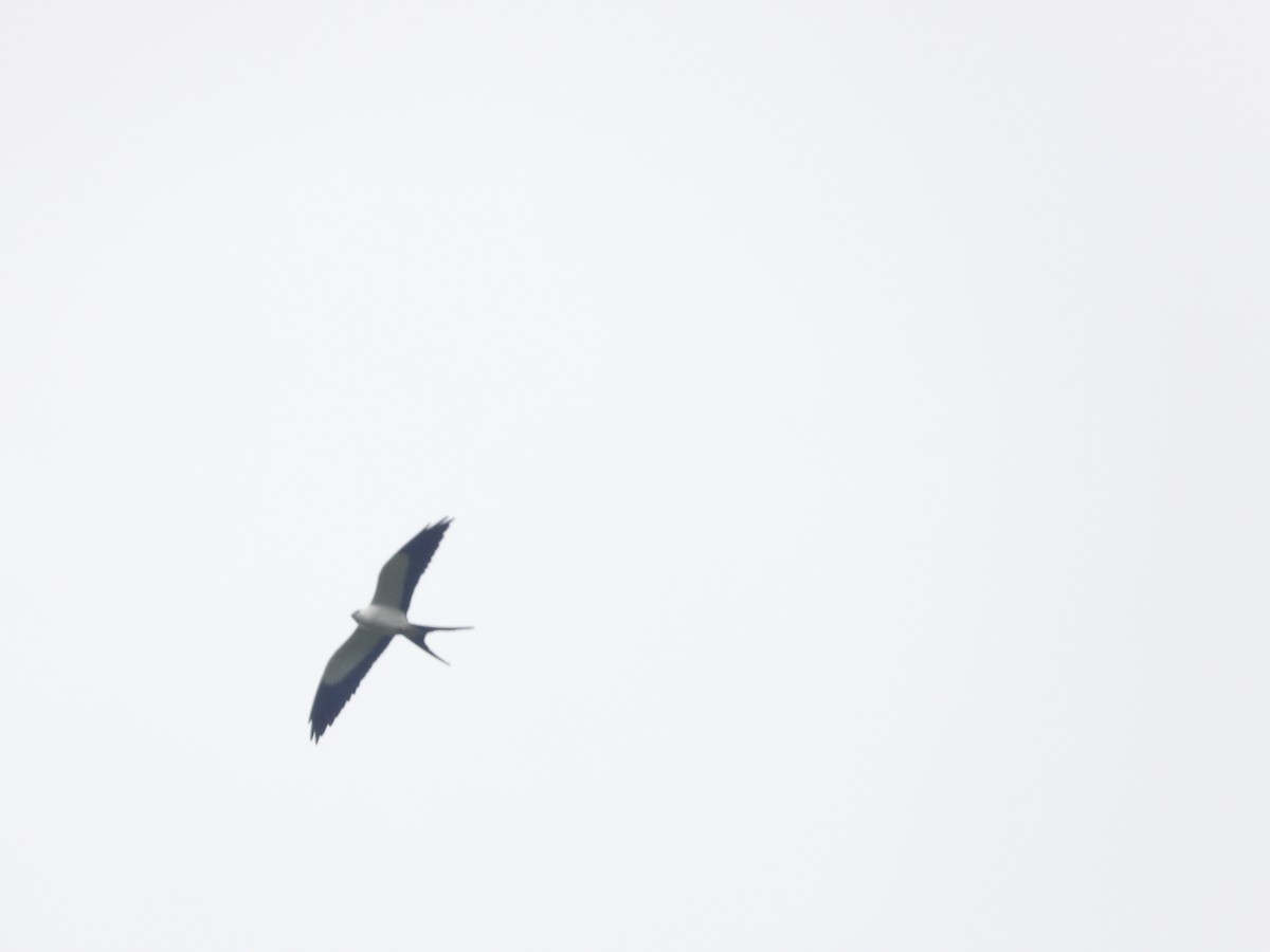 Swallow-tailed Kite - ML587377131