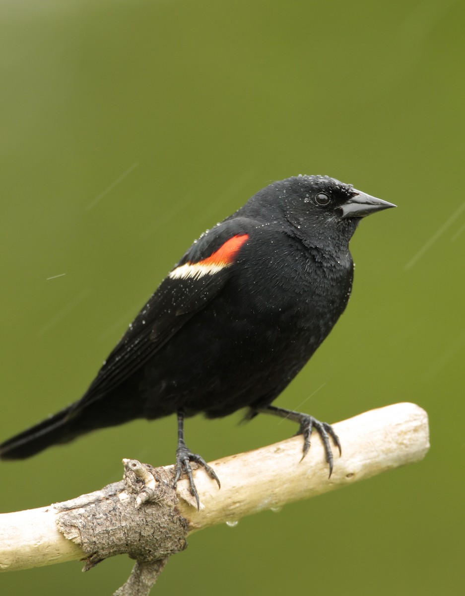 Red-winged Blackbird - ML58737951