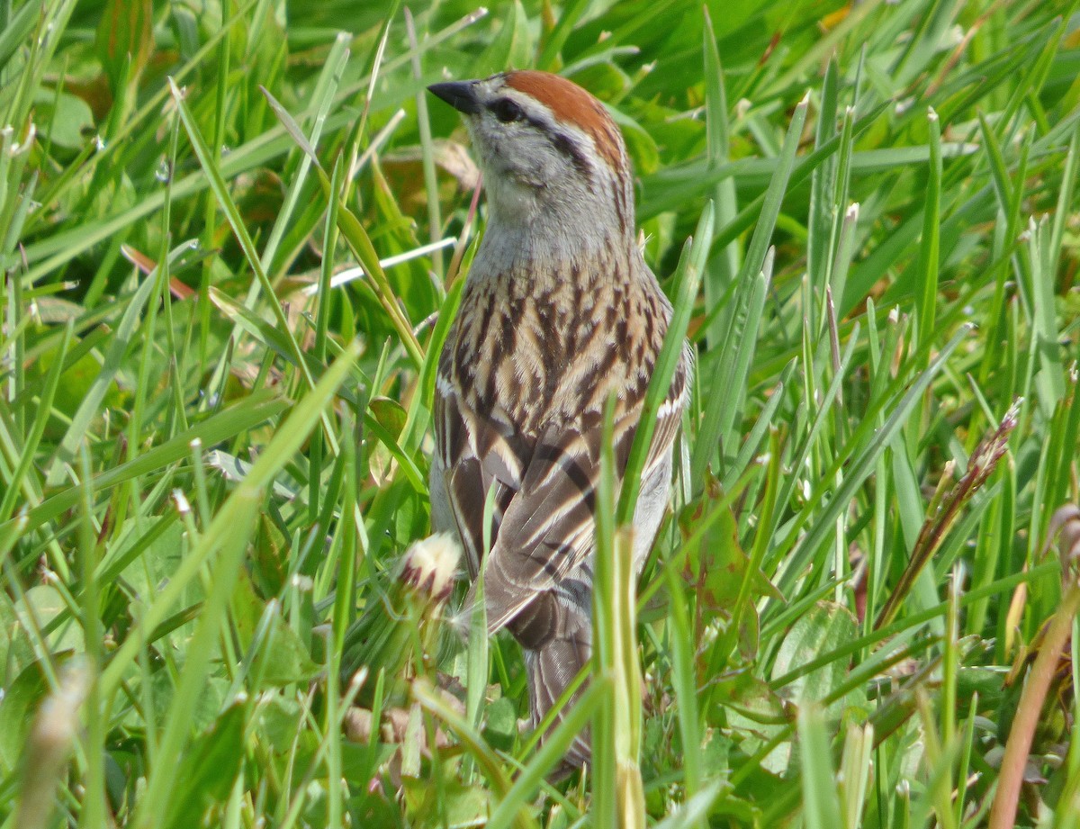 Chipping Sparrow - ML58738661