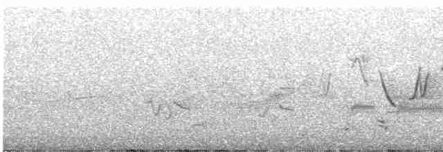 カオグロアメリカムシクイ - ML587389241