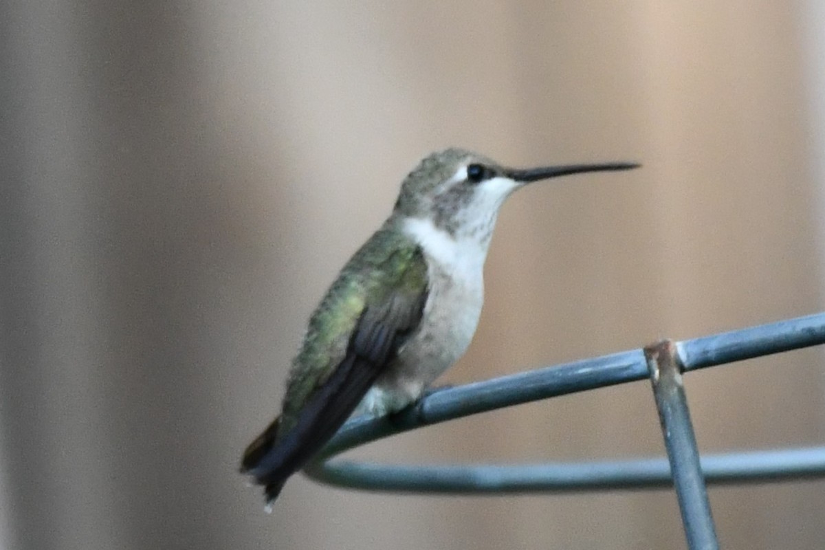 Black-chinned Hummingbird - ML587390311