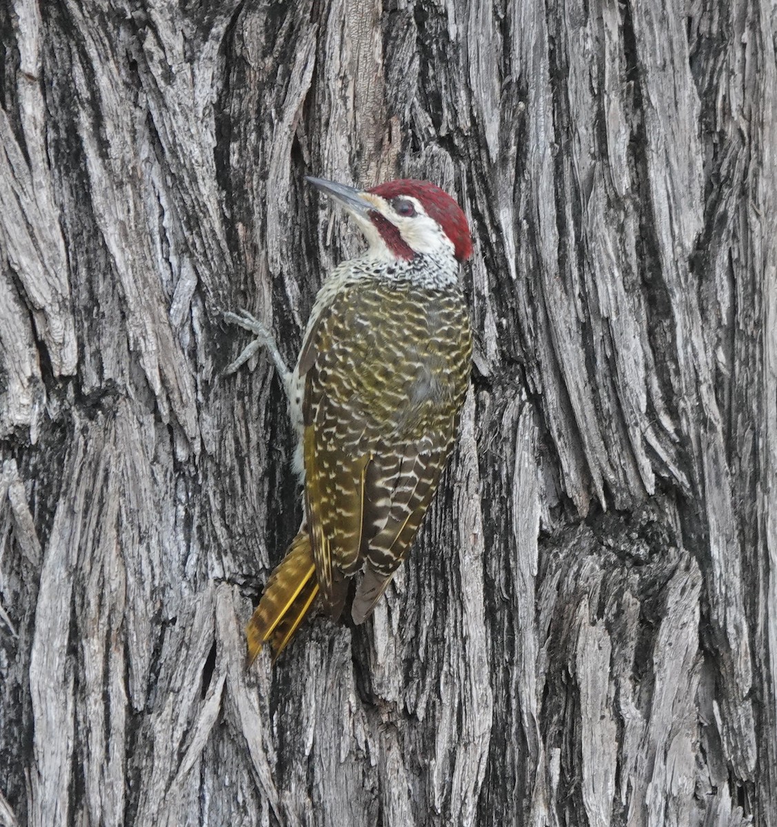 Bennett's Woodpecker (Bennett's) - ML587392811