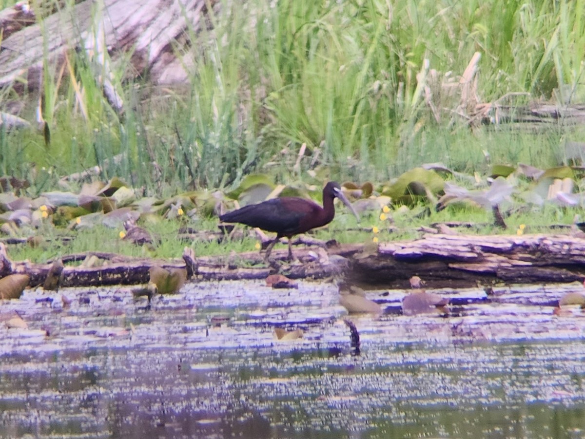 eBird Checklist 22 Jun 2023 Beaver Meadow Audubon Center 52 species