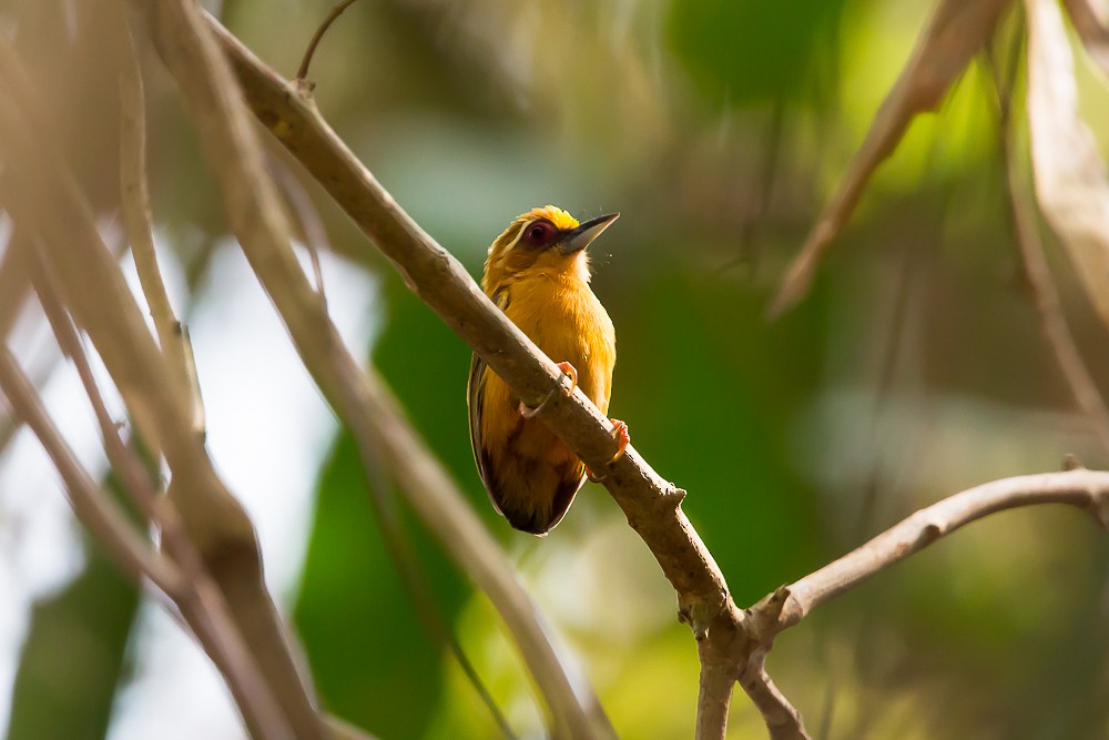 White-browed Piculet - ML587397321