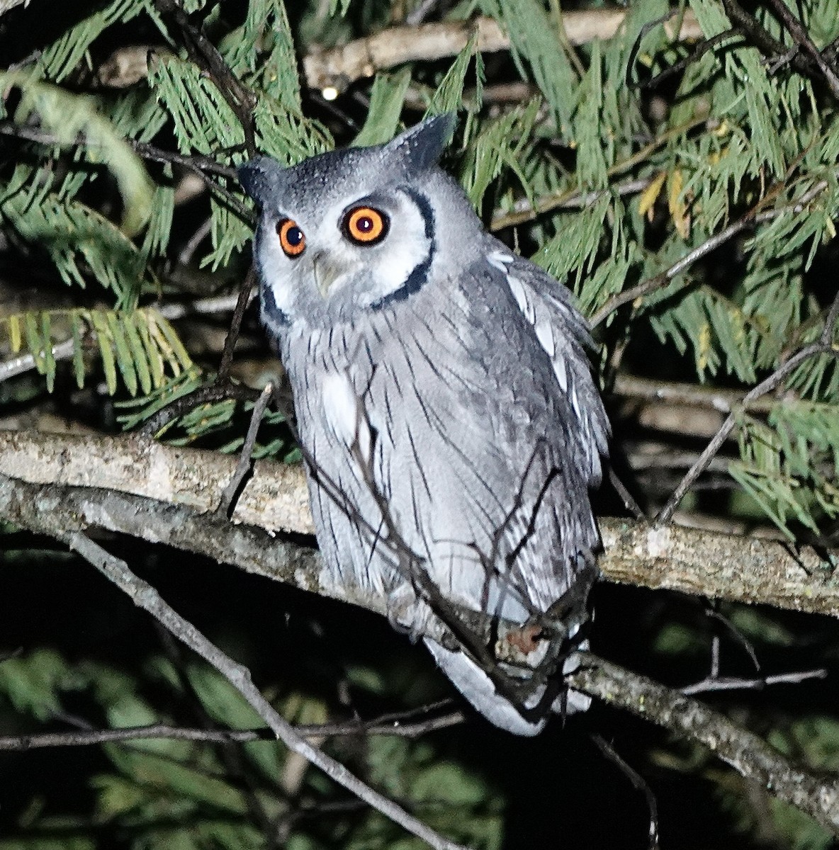 Southern White-faced Owl - Howard Laidlaw