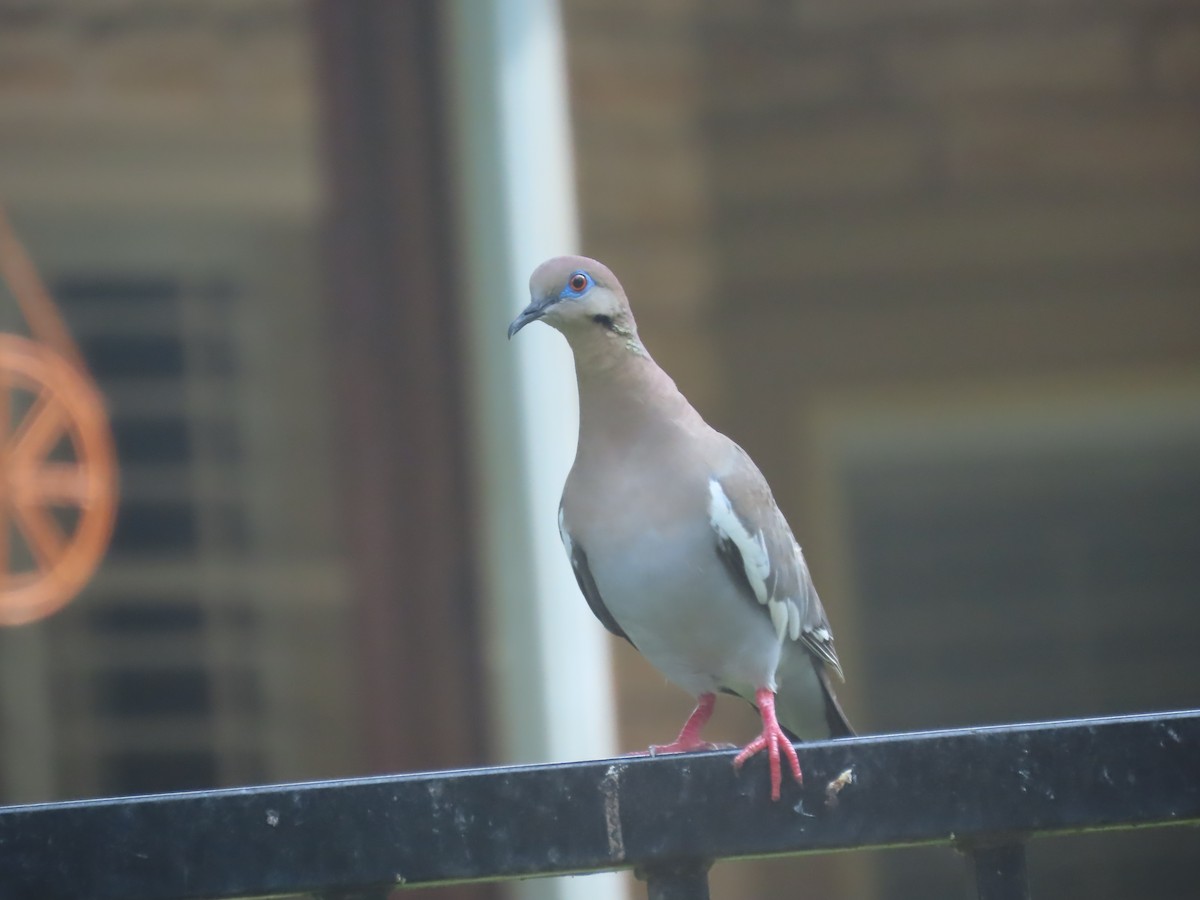 White-winged Dove - ML587410451