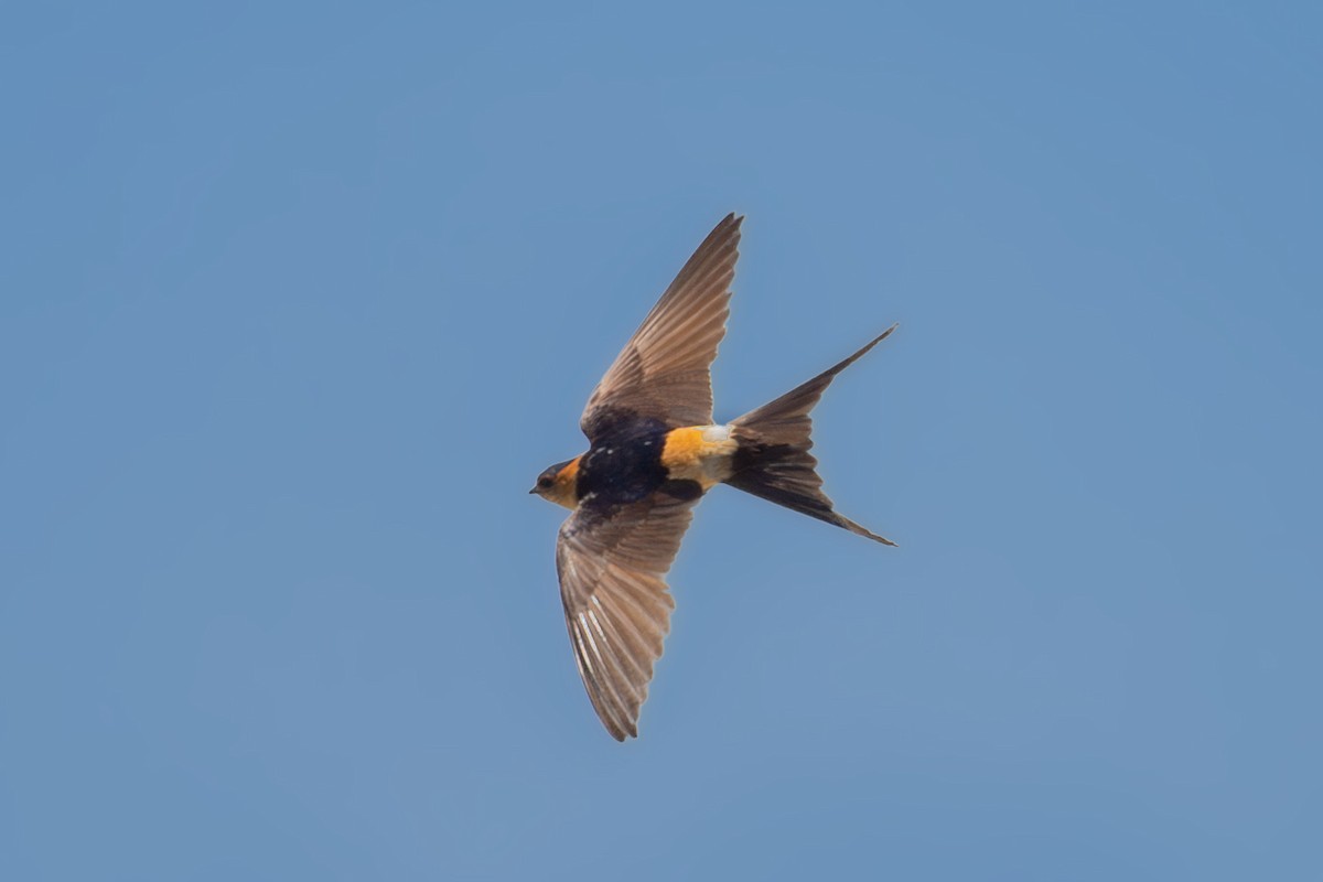 Red-rumped Swallow - ML587412091