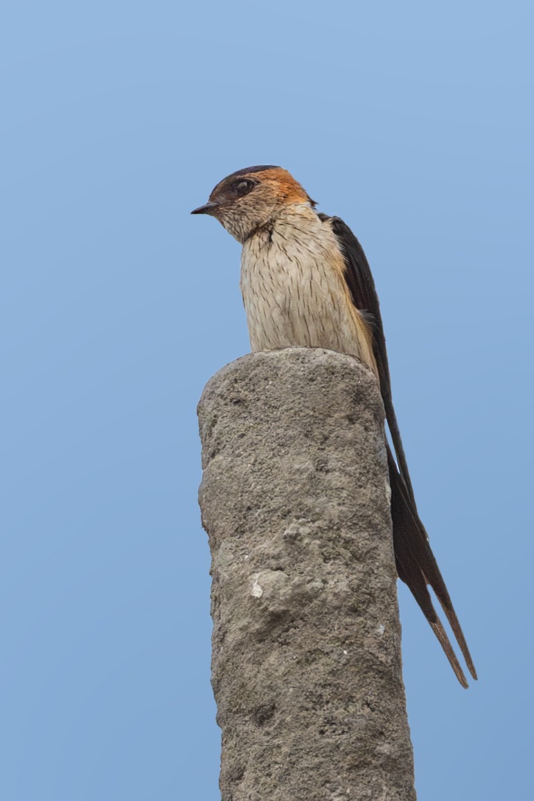 Red-rumped Swallow - ML587421391