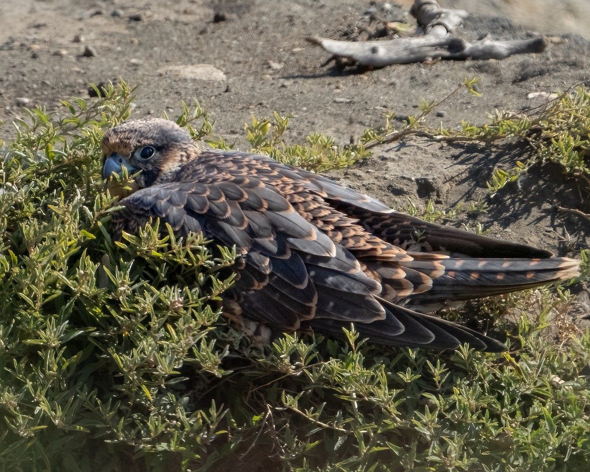 eBird Checklist - 22 Jun 2023 - San Pedro, CA - 4 species