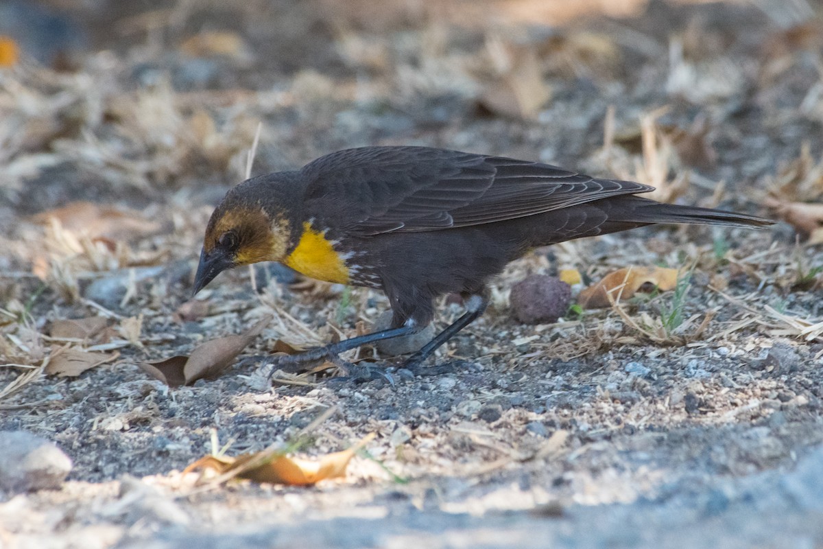 Yellow-headed Blackbird - ML587421941