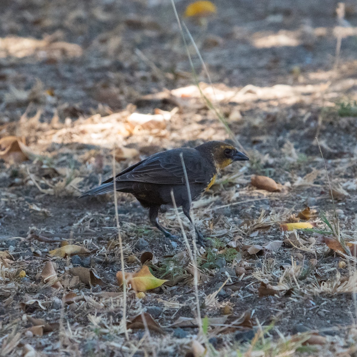 Yellow-headed Blackbird - ML587421961
