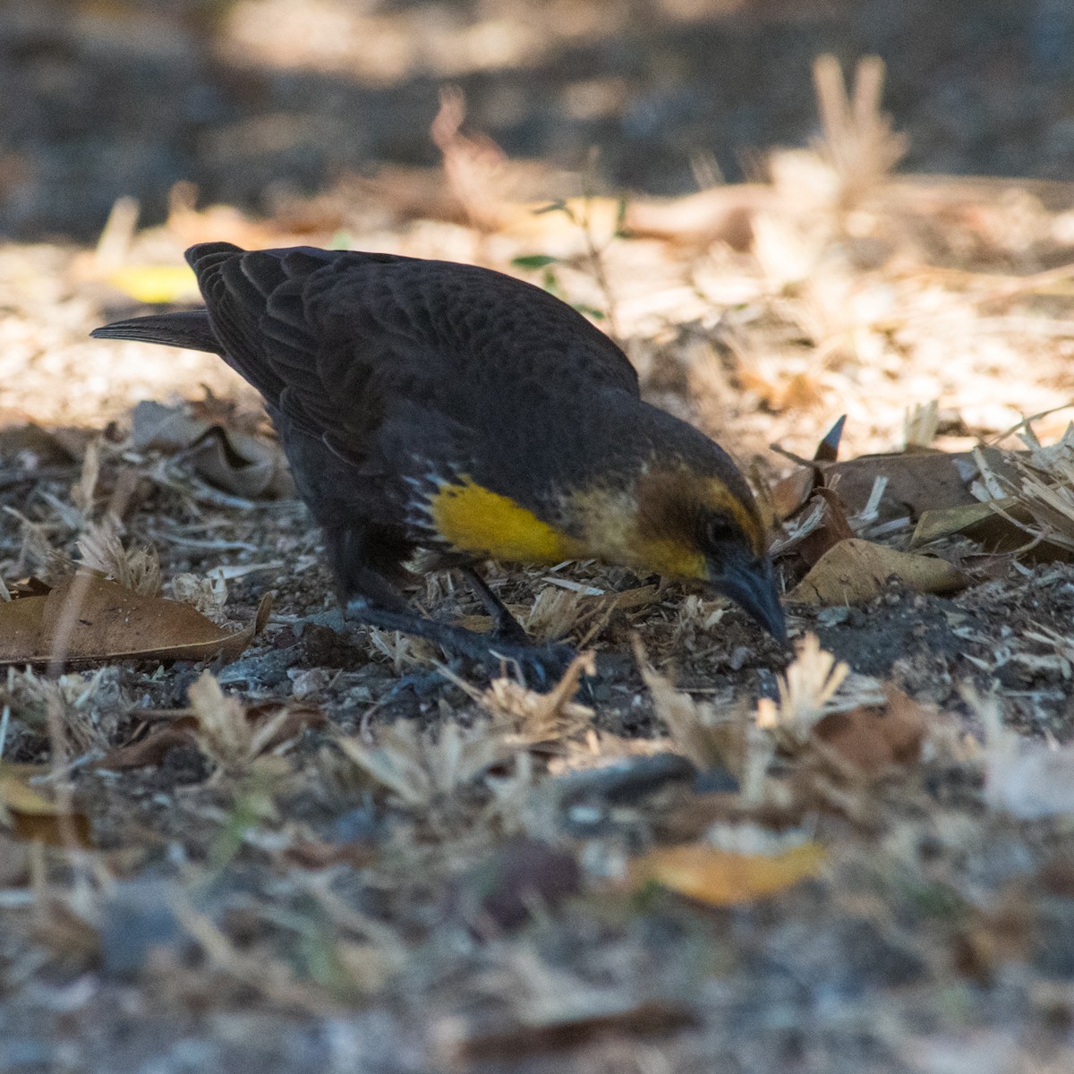 Yellow-headed Blackbird - ML587421981