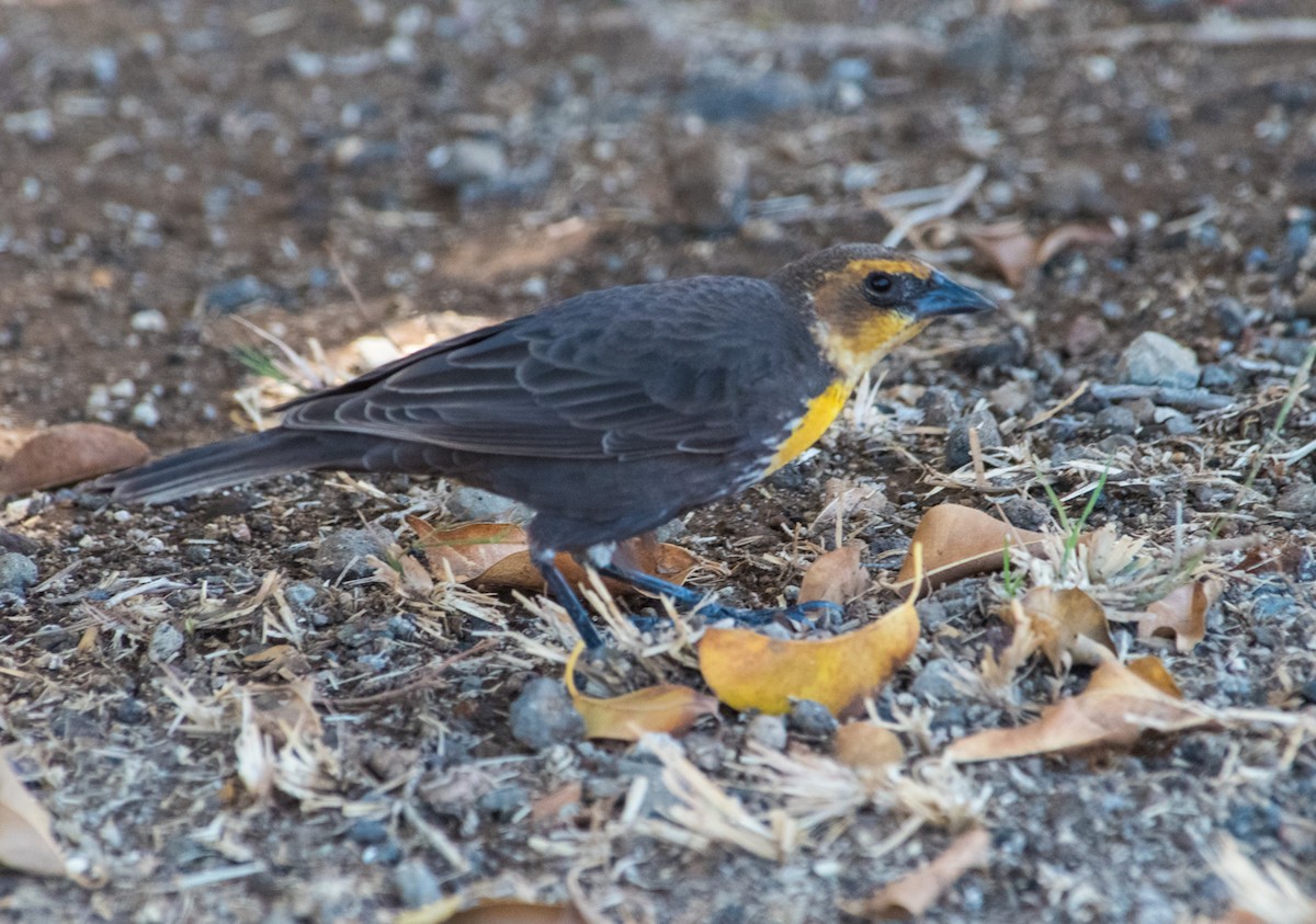 Yellow-headed Blackbird - ML587421991